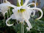 Ismene-Hymenocallis festalis (spinlelie), Tuin en Terras, Bloembollen en Zaden, Ophalen of Verzenden, Voorjaar, Volle zon, Bloembol