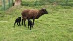 2 soay ooien te koop, Dieren en Toebehoren