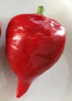 zaden kaboutermuts paprika 10 zaden, Ophalen of Verzenden