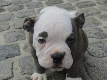 Old English Bulldog puppy's beschikbaar voor biedingen