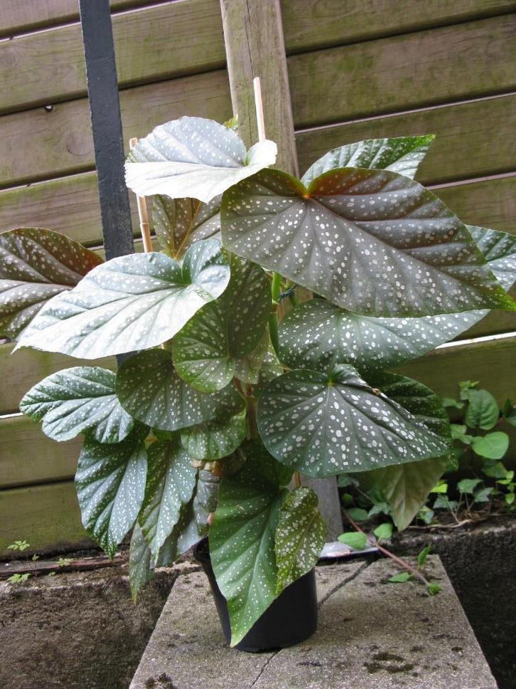 Begonia tacheté (tamaya), Huis en Inrichting, Kamerplanten, Overige soorten, Minder dan 100 cm, Groene kamerplant, Halfschaduw