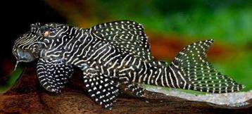 L260 Hypancistrus Queen arabesque, Dieren en Toebehoren, Vissen | Aquariumvissen, Vis, Zoetwatervis