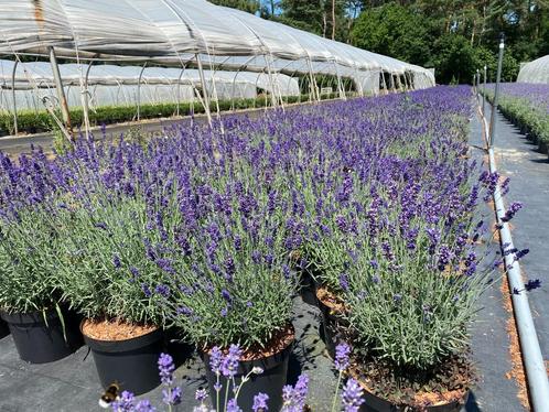 Lavendel, Tuin en Terras, Planten | Tuinplanten, Vaste plant, Ophalen of Verzenden