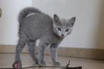 Blauwe rus kittens met stamboom, Vermifugé, Plusieurs animaux, 0 à 2 ans