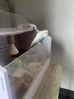 Jonge tamme grasparkietjes, Meerdere dieren, Parkiet, Tam