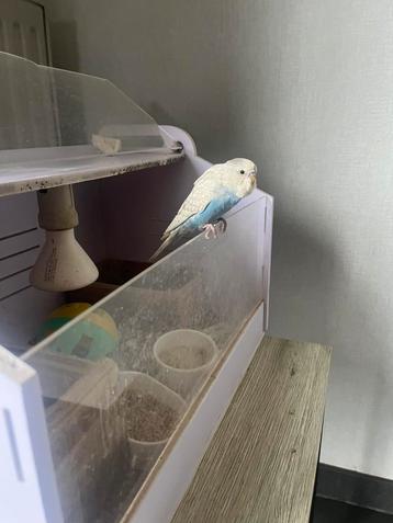 Jonge tamme grasparkietjes beschikbaar voor biedingen