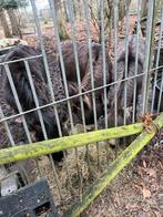 Mooie ezels te koop, koppel en dochter, Dieren en Toebehoren, Paarden, Merrie