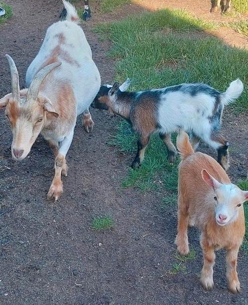 Dwerggeit moeder met 2 lammetjes, mieke en bokje, Dieren en Toebehoren, Schapen, Geiten en Varkens