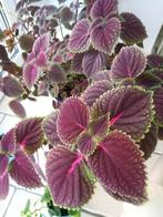 Siernetel stekjes: 1 euro per 2, Huis en Inrichting, Kamerplanten, Ophalen