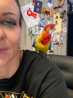 Handtamme pracht rosella’s 2025 met DNA, Dieren en Toebehoren, Vrouwelijk, Parkiet, Geringd