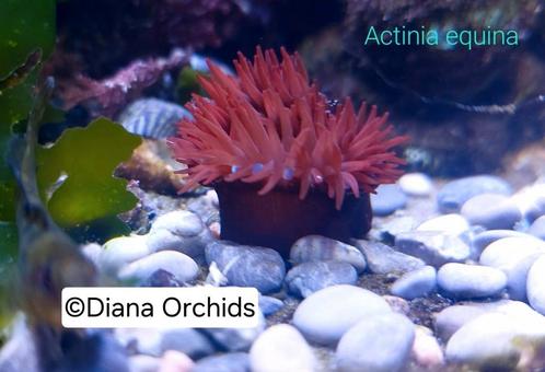 Zeeaquarium Anemon Actinia equina, Dieren en Toebehoren, Vissen | Aquariumvissen