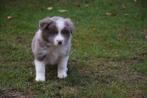 Border collie pups, verschillende kleuren, Animaux & Accessoires, Chiens | Bergers & Bouviers, Colley, Plusieurs, Parvovirose