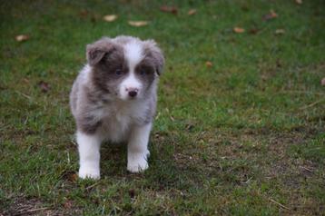 Border collie pups, verschillende kleuren beschikbaar voor biedingen