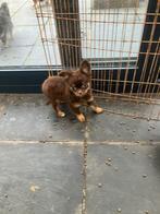 Te koop mooie chihuahua, België, Fokker | Hobbymatig, Reu, 8 tot 15 weken