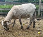 Zwarneus x gecastreerde ram, Dieren en Toebehoren, Schapen, Geiten en Varkens, Mannelijk, Schaap, 0 tot 2 jaar