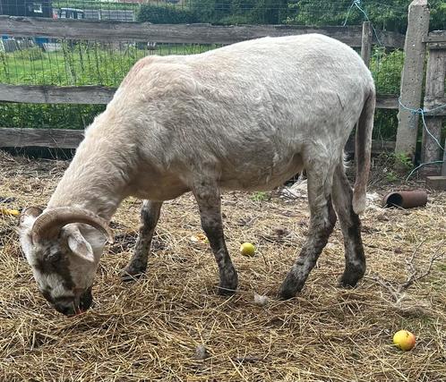 Zwartneus x gecastreerde ram, Dieren en Toebehoren, Schapen, Geiten en Varkens, Schaap, Mannelijk, 0 tot 2 jaar