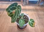 Anthurium crystalinum, Huis en Inrichting, Kamerplanten, Ophalen of Verzenden