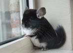 chinchilla verschillende jonge bokjes beschikbaar, Dieren en Toebehoren, Knaagdieren, Augustus, Mannelijk, Chinchilla