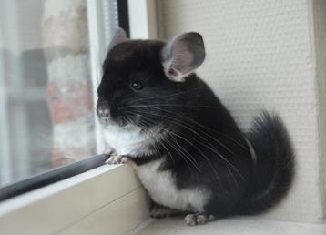 chinchilla verschillende jonge bokjes beschikbaar  beschikbaar voor biedingen