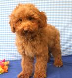 Superleuke Poedel pups!, 15 weken tot 1 jaar, Buitenland, CDV (hondenziekte), Eén hond