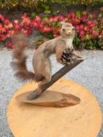 Opgezette eekhoorn, Ophalen of Verzenden