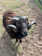 Ouessant ram, Dieren en Toebehoren, Schapen, Geiten en Varkens, Mannelijk, Schaap, 3 tot 5 jaar