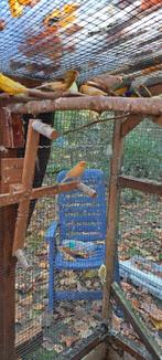 vogels, Dieren en Toebehoren, Ophalen of Verzenden
