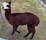 Vruchtbare alpaca dekhengst te koop, Septembre, Mâle