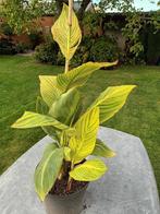 Canna Pretoria, Tuin en Terras, Ophalen