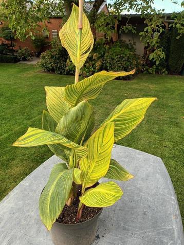 Canna Pretoria beschikbaar voor biedingen