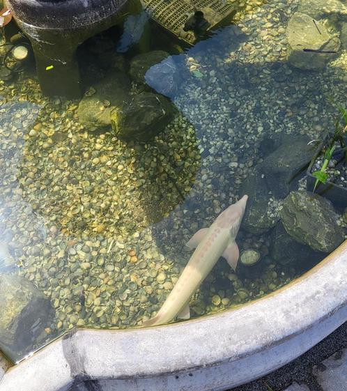 Verdiepte vijverrand met fontein geschikt voor vissen, Tuin en Terras, Vijvers, Nieuw, Ophalen of Verzenden