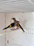 Zuiver Parva putters, Meerdere dieren, Wildzangvogel, Geringd