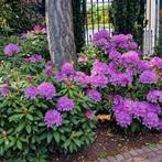 Rhododendron, Ophalen, Rhododendron