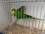 Barabant kweekkoppel, Meerdere dieren, Parkiet, Geringd