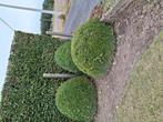 buxus, Tuin en Terras, Ophalen, Buxus