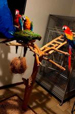 Handtamme Ara’s, Dieren en Toebehoren, Meerdere dieren, Papegaai, Pratend