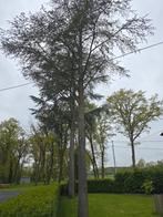 2 naaldbomen kappen, 400 cm ou plus, Enlèvement, Autres espèces