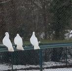 3 jonge witte sierduiven, Dieren en Toebehoren