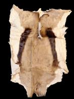 oud vel van een springbok, jaren 60-70, Ophalen of Verzenden, Zo goed als nieuw, Wild dier, Overige typen