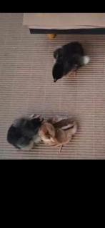 Marans, donkere eieren lijn. Ongesekst.