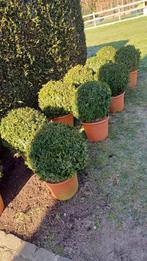 Planten te koop, Tuin en Terras, Planten | Tuinplanten, Ophalen