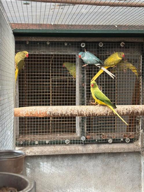 Halsbandparkieten, Dieren en Toebehoren, Vogels | Parkieten en Papegaaien, Geringd