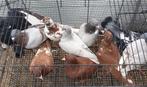 kleurpostduiven, Dieren en Toebehoren, Meerdere dieren, Postduif