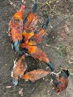 Hanen te koop, Dieren en Toebehoren, Pluimvee, Kip