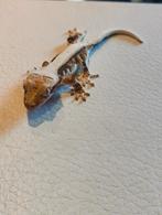 Gecko à crête femmelle lilly white, 0 tot 2 jaar, Hagedis