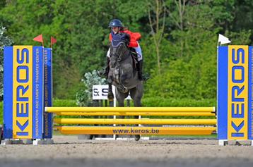 Super lieve knappe D pony ruin - 8j beschikbaar voor biedingen