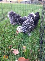 Usa zijdehoen motteld hennetjes, Dieren en Toebehoren, Pluimvee, Vrouwelijk, Kip