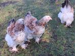 Broedeieren brahma zalm blauw groothoender, Dieren en Toebehoren, Pluimvee, Meerdere dieren, Kip