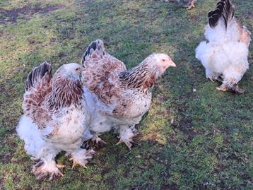 Broedeieren brahma zalm blauw groothoender  beschikbaar voor biedingen