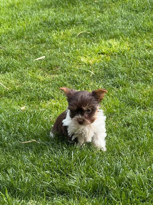 Biewer pupjes, Dieren en Toebehoren, Honden | Jack Russells en Terriërs, Reu, Yorkshire Terriër, Fokker | Professioneel, Meerdere